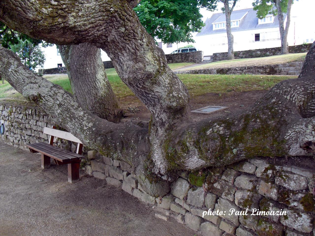 arbre à Combrit Sainte Marine (29)